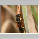 Nomada fucata - Wespenbiene 07 8mm.jpg